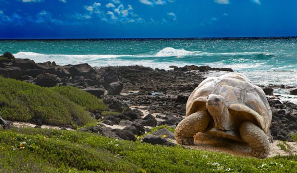 Galápagos